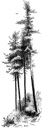 Forest Hymn pg 29b.jpg