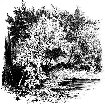 Forest Hymn pg 35b.jpg