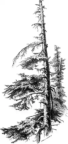 Forest Hymn pg 37b.jpg