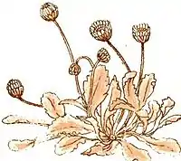 Gertie's sun flower pg 16.jpg