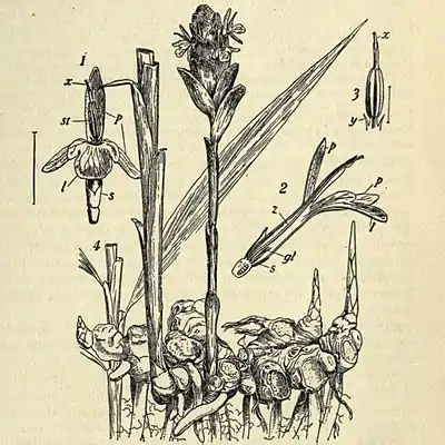 Ginger EB1911 vol.12 p.27.jpg