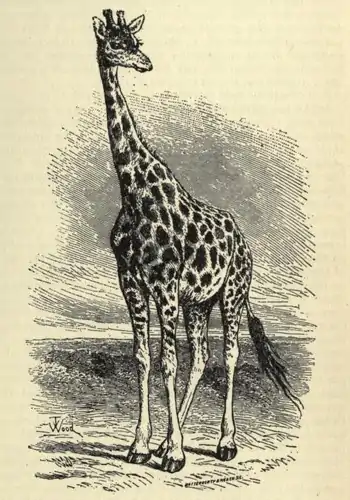 Giraffe EB1911 vol.12 p.43.jpg