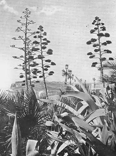 God’s Candelabra -A Book of the Riviera.jpg