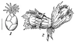 Hazel (Corylus Avellana) - EB1911 Fig. 1.png
