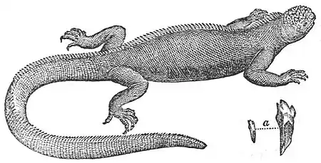 Journal of Researches (1860) Page 385.jpg