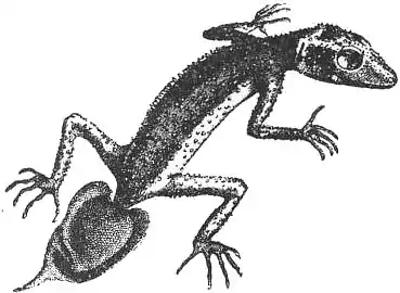 Leaf-tailed Gecko (Gymnodactylus platurus) EB1911 - Volume 11.jpg
