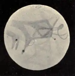 Lowell - Mars (1896) - Plate 21 Figure 2.png