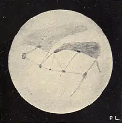 Lowell - Mars (1896) - Plate 25 Figure 2.jpg