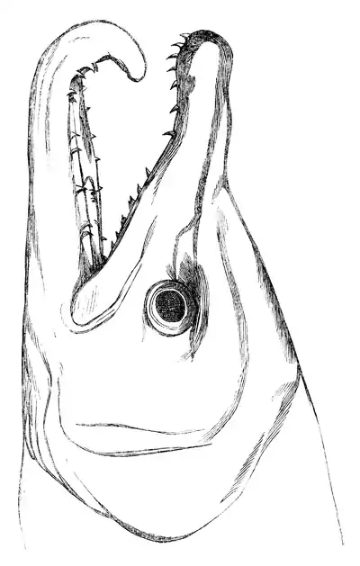 Menniskans härledning och könsurvalet illustration sida II-3.png