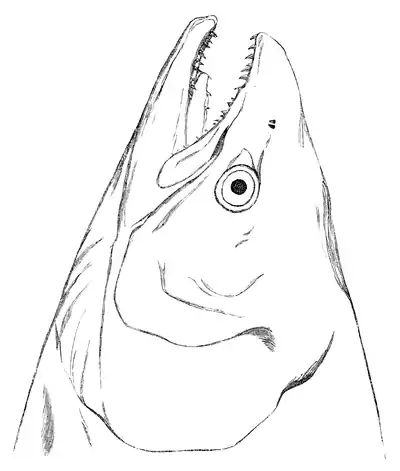 Menniskans härledning och könsurvalet illustration sida II-4.png