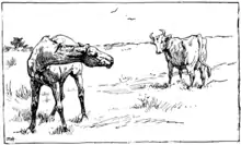 Moo cow tales - illustration at p47.png