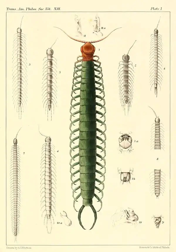 Myriapoda of North America 1865 plate I.jpg