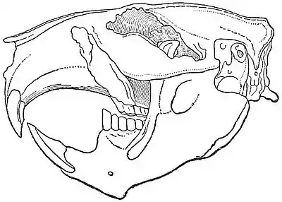 NIE 1905 Beaver - skull.jpg