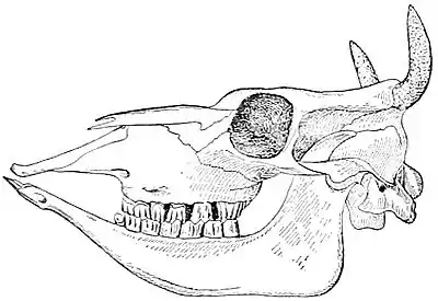 NIE 1905 Cattle - cow skull.jpg
