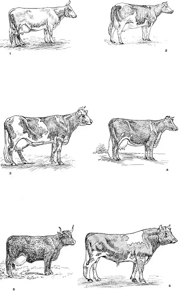 NIE 1905 Cattle - dairy cattle.jpg