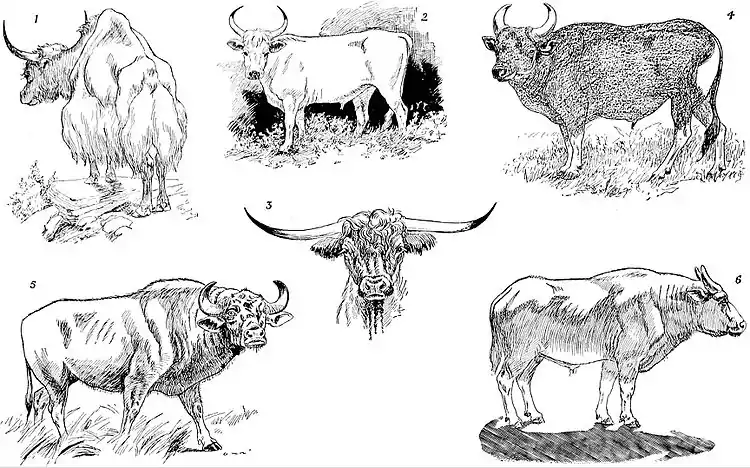 NIE 1905 Cattle - wild cattle.jpg
