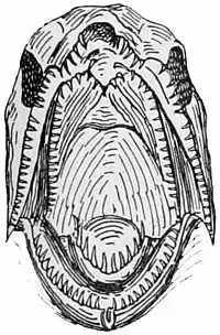 NIE 1905 Fish - open mouth of a salmon.jpg