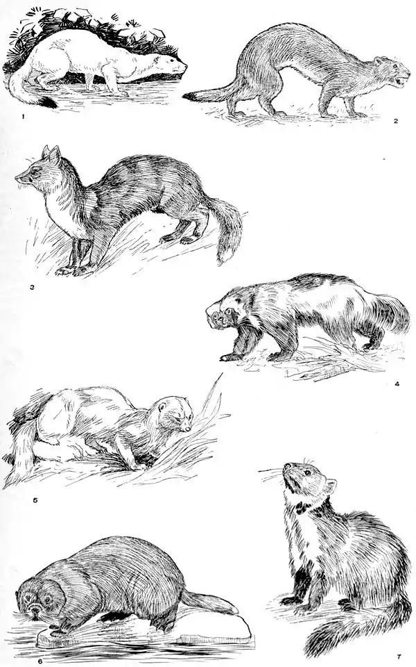 NIE 1905 Fur-Bearing Animals.jpg