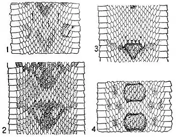 NIE 1905 Rattlesnake - patterns of color markings.jpg