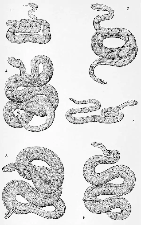NIE 1905 Rattlesnake - rattlesnakes.jpg