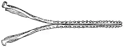 NIE 1905 Whale - lower jaws and teeth of a sperm whale.jpg