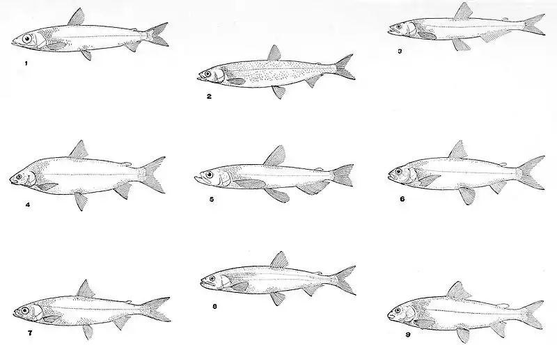 NIE 1905 Whitefish - whitefish, smelts, etc.jpg