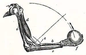 NSRW Arm Muscles.jpg