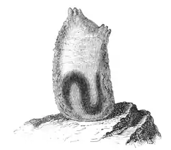 Natural History - Mollusca - Ascidia virginea.png