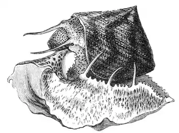 Natural History - Mollusca - Granulated Trochus.png