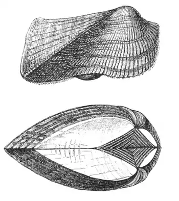 Natural History - Mollusca - Noahs Ark.png