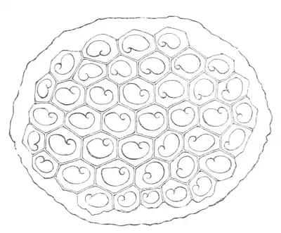 Natural History - Mollusca - Periwinkle spawn.png