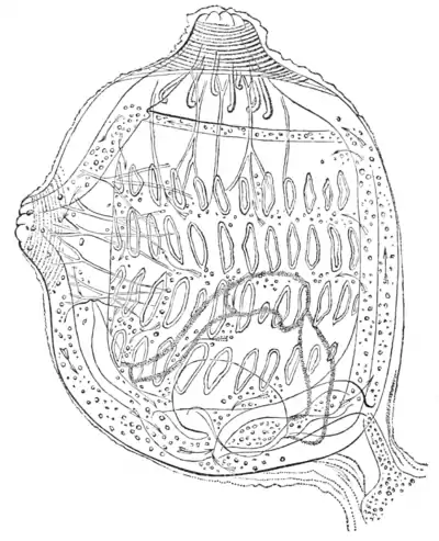 Natural History - Mollusca - Perophora.png