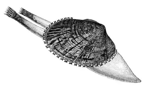 Natural History - Mollusca - Tellina.png