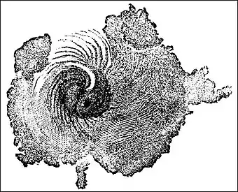 PSM V01 D167 Spiral sun spots.jpg
