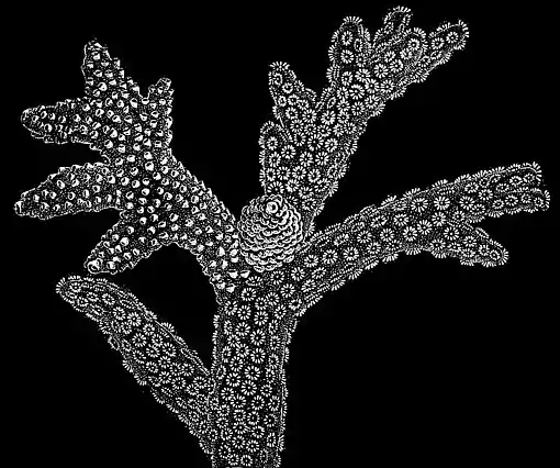 PSM V01 D277 Madrepore.jpg