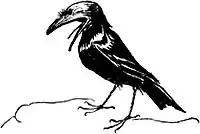 Peter Pan-Arthur Rackham-111.jpg