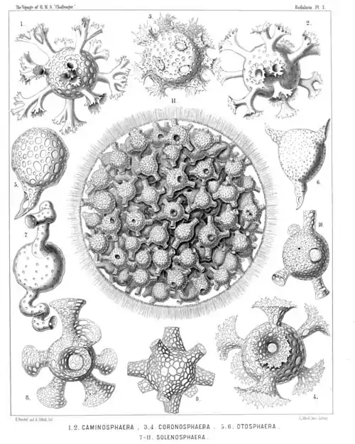 Plate 7.