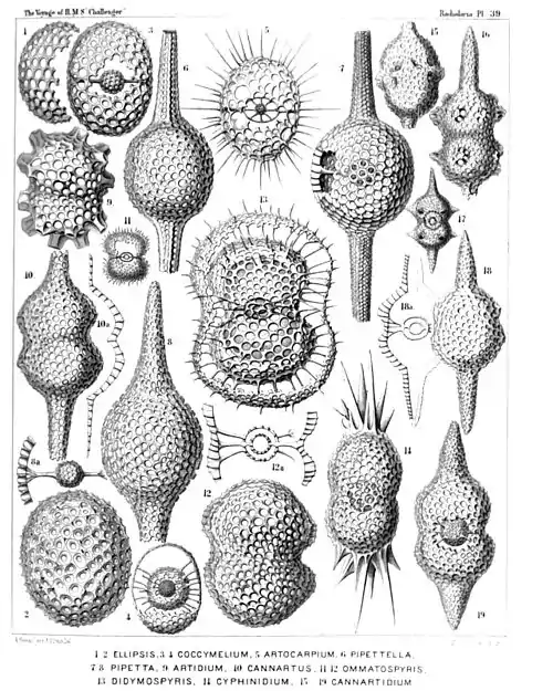 Plate 39.