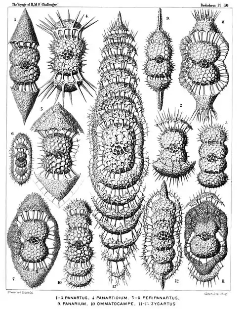Plate 40.