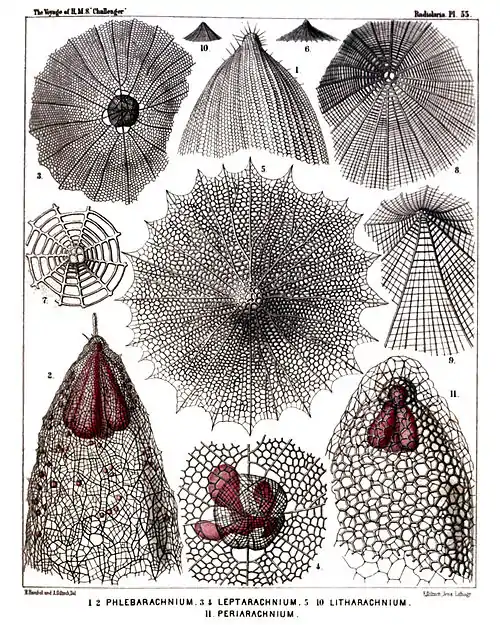 Plate 55.