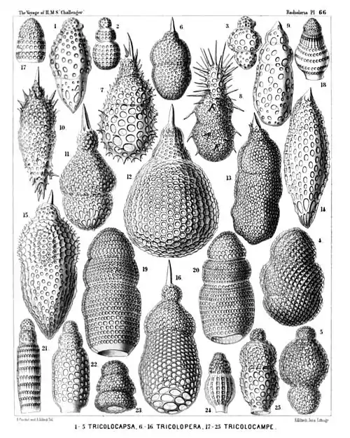 Plate 66.