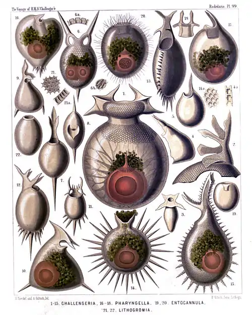 Plate 99.