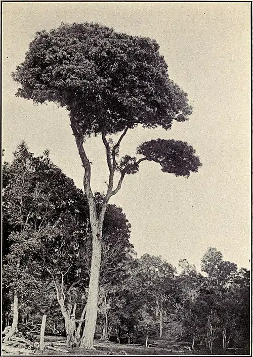 Sapindus Thurstonii.jpg