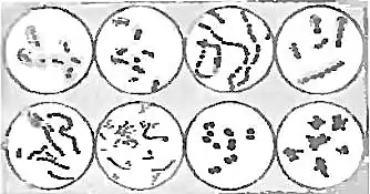 Secondary invaders Weird Tales volume 42 number 04.djvu Page 2.jpg