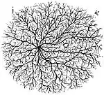 Spectropia, or, Surprising spectral illusions 15a.jpg