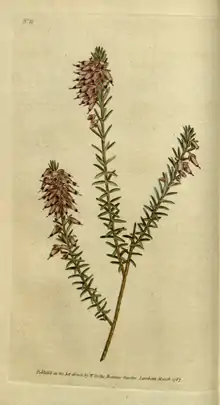 The Botanical Magazine, Plate 11 (Volume 1, 1787).png