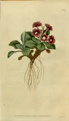 The Botanical Magazine, Plate 14 (Volume 1, 1787).png