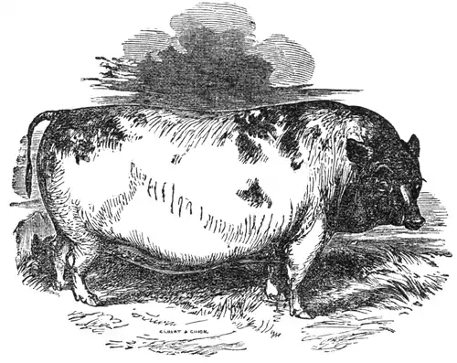 The Hog - Title Image.png