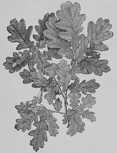 The Oak (Marshall Ward) Fig 1.jpg