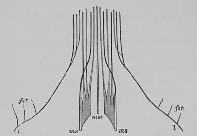 The Oak (Marshall Ward) Fig 10.jpg